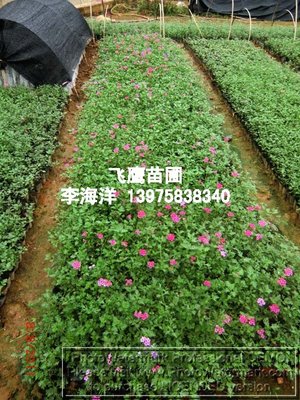 湖南綠化工程小苗景觀工程的發(fā)展與價值