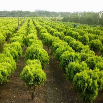 黃金柏與灑金柏在庭院別墅和道路綠化工程中的應用