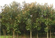 太平橋畔綠意濃 湖北枝江市綠化工程中的多樹種生態景觀構建