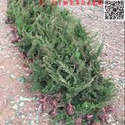 工程綠化優選 地柏/爬地柏/鋪地柏直銷，批發價格從優