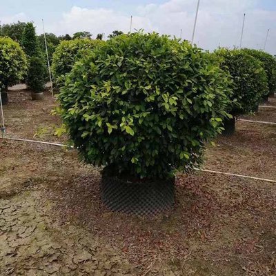 黃金榕球 園林綠化中的璀璨明珠